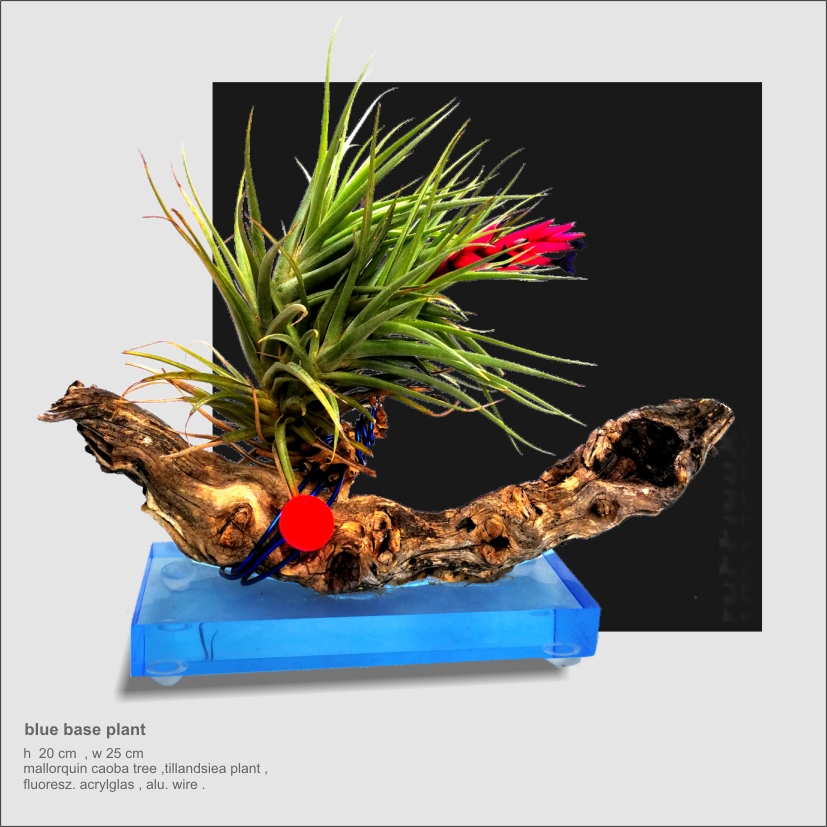 13 2018.07 blue base plant